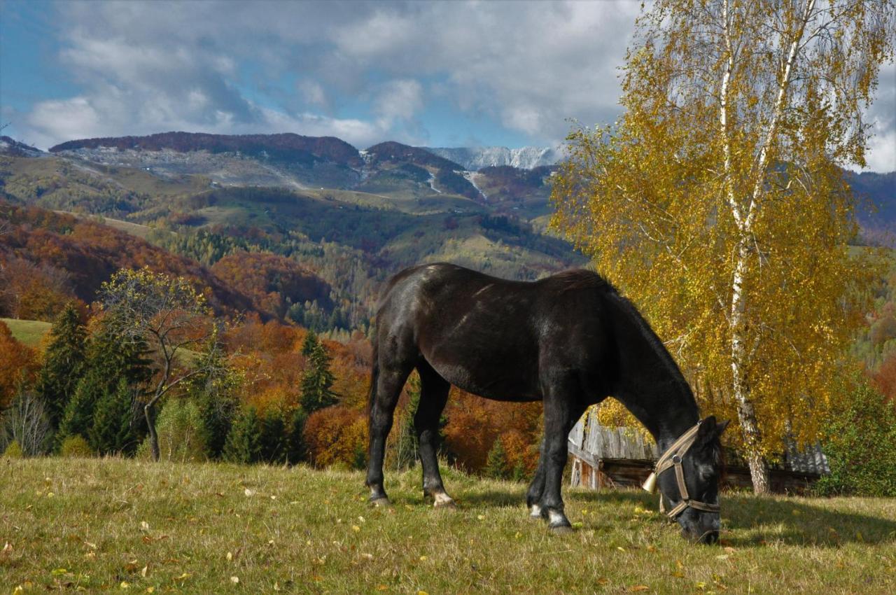 Отель Cabanuta Din Munti Моечу-де-Жос Экстерьер фото